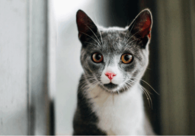 NIkolas Chartreux Cat