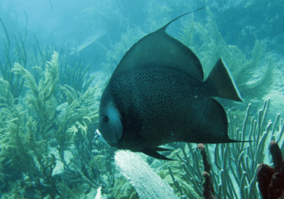 Gray Angel Fish
