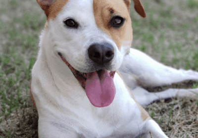 Local Mixed Dog