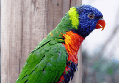 Makao Parrot