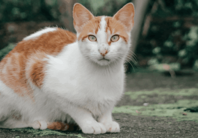Rambo Cat