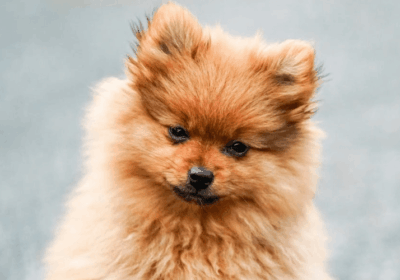 Brown Pomeranian